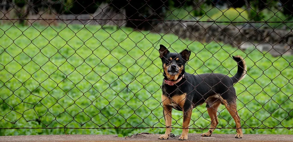 Medium-sized brown and black dog, behind a chain-link fence.